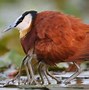 Beruang Madu Berasal Dari Kalimantan