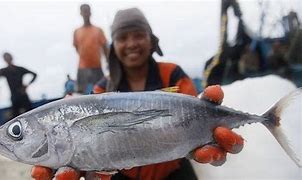 Ikan Tongkol Apakah Sama Dengan Ikan Tuna